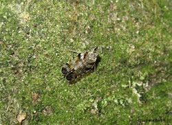 Cixiidae sp. Cixiidae sp.