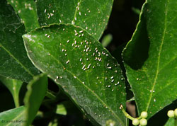 Cocciniglia dell'evonimo - Unaspis euonymi