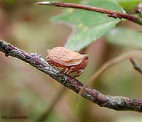 Hysteropterum sp. Hysteropterum sp.