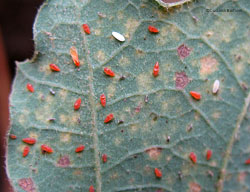 Phylloxera quercus Phylloxera quercus