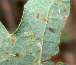 Phylloxera quercus