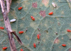 Phylloxera quercus Phylloxera quercus