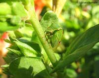 Stictocephala bisonia famiglia Membracidae