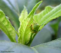 Stictocephala bisonia