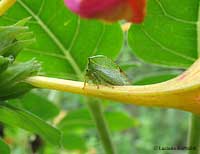 Stictocephala bisonia
