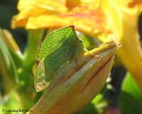 Stictocephala bisonia