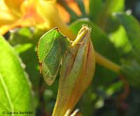 Stictocephala bisonia