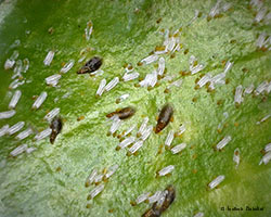 Unaspis euonymi Unaspis euonymi
