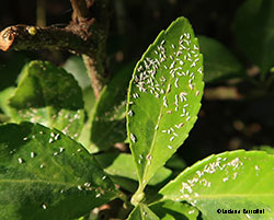 Cocciniglia dell'evonimo - Unaspis euonymi