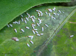 Unaspis euonymi Unaspis euonymi