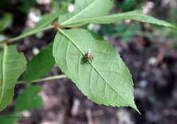 Issus sp. Issus sp.