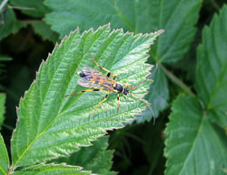 Amblyteles armatorius Amblyteles armatorius