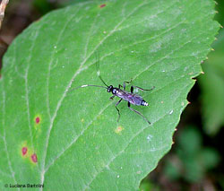 Coelichneumon sp.