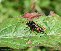 Pimpla rufipes Pimpla rufipes