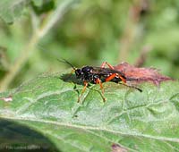 un imenottero dalle zampe rosse Pimpla rufipes