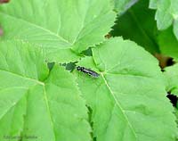 Ichneumonidae Ichneumonidae