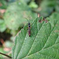 Ichneumonidae Ichneumonidae
