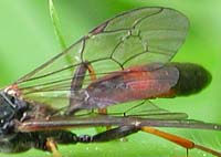 ala di Icneumonidae ala di Icneumonidae