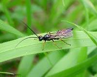 Ichneumonidae Ichneumonidae
