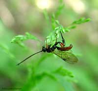 Icneumonidae sotto una foglia Icneumonidae sotto una foglia