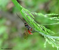 Icneumonidae nero e rosso