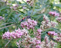 Icneumonidae su dei fiori