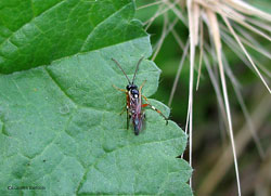 Diplazon laetatorius Diplazon laetatorius