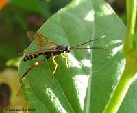 Ichneumonidae Metopius sp. Ichneumonidae Metopius sp.