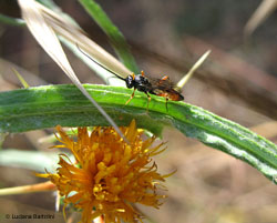 Ichneumonidae Ichneumonidae