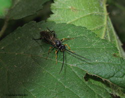 Ichneumonidae Ichneumonidae