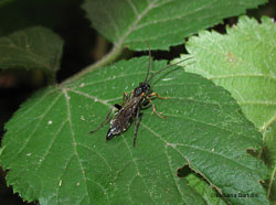 Ichneumonidae