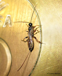 piccolo imenottero icneumonidae