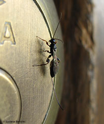 piccolo imenottero icneumonidae piccolo imenottero icneumonidae