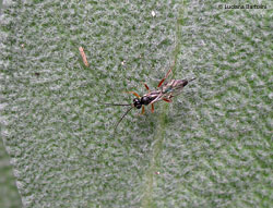 Ichneumonidae Ichneumonidae