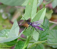 Coelichneumon sp. Coelichneumon sp.