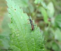 Ichneumonidae Ichneumonidae