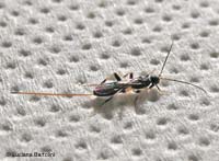 Piccolo Ichneumonidae