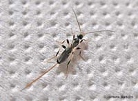 Piccolo Ichneumonidae dalla lunga spada Piccolo Ichneumonidae dalla lunga spada