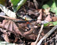 Ichneumonidae Ichneumonidae