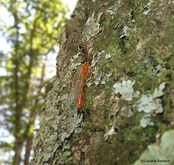 Icneumonidae di colore rosso Icneumonidae di colore rosso