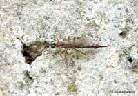 Perithous sp. Perithous sp.