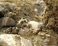 Imenottero Colletes cunicularius