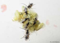 Braconidae Apanteles glomeratus