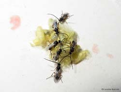 vespe Apanteles agitate in cerca di una femmina