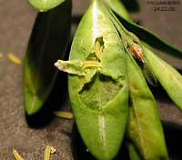 larve di Monarthropalpus buxi dentro la lamina fogliare