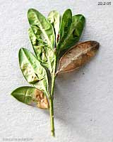 le larve della cecidomia seccano le foglie 