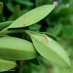 adulto di Monarthropalpus buxi
