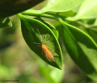 femmina di Monarthropalpus buxi