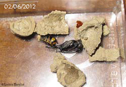 Larva che ha quasi completato il suo sviluppo foto 02-06-2012