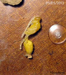sviluppo della larva di vespa Sceliphron 05-05-2012